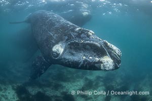 Southern right whale calf underwater, Eubalaena australis. By permission of the Government of Argentina, Chubut, permit # 51 / 2025-SsCyA, Eubalaena australis, Puerto Piramides