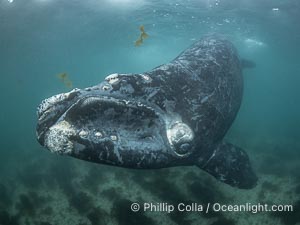 Southern right whale calf underwater, Eubalaena australis. By permission of the Government of Argentina, Chubut, permit # 51 / 2025-SsCyA, Eubalaena australis, Puerto Piramides