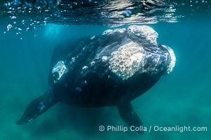 Southern right whale underwater, Eubalaena australis, Argentina, Puerto Piramides, Chubut