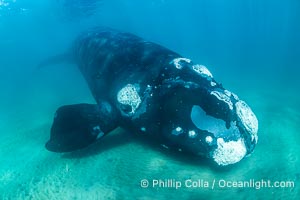 Southern right whale underwater, Eubalaena australis, Argentina, Puerto Piramides, Chubut