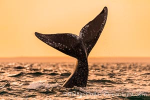 Southern right whale, Eubalaena australis, Argentina