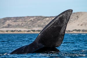 Southern right whale, Eubalaena australis, Argentina