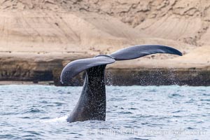 Southern right whale, Eubalaena australis, Argentina