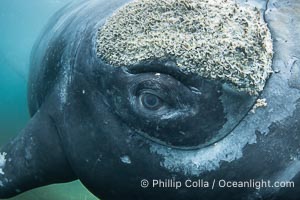 Closeup underwater view of a Southern right whale eyeball, Eubalaena australis. Whale lice can be seen clearly in the folds and crevices around the whales eye and lip groove. By permission of the Government of Argentina, Chubut, permit # 51 / 2025-SsCyA, Eubalaena australis, Puerto Piramides Closeup underwater view of a Southern right whale eyeball, Eubalaena australis. Whale lice can be seen clearly in the folds and crevices around the whales eye and lip groove. By permission of the Government of Argentina, Chubut, permit # 51 / 2025-SsCyA, Eubalaena australis, Puerto Piramides