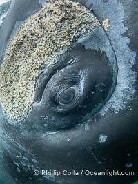 Closeup underwater view of a Southern right whale eyeball, Eubalaena australis. Whale lice can be seen clearly in the folds and crevices around the whales eye and lip groove. By permission of the Government of Argentina, Chubut, permit # 51 / 2025-SsCyA, Eubalaena australis, Puerto Piramides