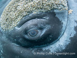 Closeup underwater view of a Southern right whale eyeball, Eubalaena australis. Whale lice can be seen clearly in the folds and crevices around the whales eye and lip groove. By permission of the Government of Argentina, Chubut, permit # 51 / 2025-SsCyA, Eubalaena australis, Puerto Piramides