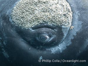 Closeup underwater view of a Southern right whale eyeball, Eubalaena australis. Whale lice can be seen clearly in the folds and crevices around the whales eye and lip groove. By permission of the Government of Argentina, Chubut, permit # 51 / 2025-SsCyA, Eubalaena australis, Puerto Piramides