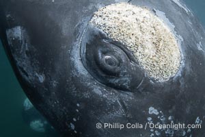 Closeup underwater view of a Southern right whale eyeball, Eubalaena australis. Whale lice can be seen clearly in the folds and crevices around the whales eye and lip groove. By permission of the Government of Argentina, Chubut, permit # 51 / 2025-SsCyA, Eubalaena australis, Puerto Piramides