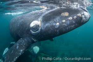 Southern right whale eyeballing the camera up close, Eubalaena australis. Whale lice can be seen clearly in the folds and crevices around the whales eye and lip groove, Eubalaena australis, Puerto Piramides, Chubut, Argentina