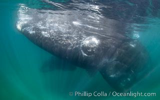 Southern right whale eyeballing the camera up close, Eubalaena australis. Whale lice can be seen clearly in the folds and crevices around the whales eye and lip groove, Eubalaena australis, Puerto Piramides, Chubut, Argentina