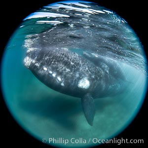 Southern right whale eyeballing the camera up close, Eubalaena australis. Whale lice can be seen clearly in the folds and crevices around the whales eye and lip groove, Eubalaena australis, Puerto Piramides, Chubut, Argentina