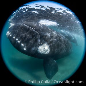 Southern right whale eyeballing the camera up close, Eubalaena australis. Whale lice can be seen clearly in the folds and crevices around the whales eye and lip groove, Eubalaena australis, Puerto Piramides, Chubut, Argentina