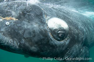 Southern right whale eyeballing the camera up close, Eubalaena australis. Whale lice can be seen clearly in the folds and crevices around the whales eye and lip groove, Eubalaena australis, Puerto Piramides, Chubut, Argentina