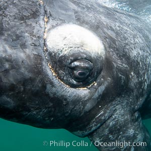 Southern right whale eyeballing the camera up close, Eubalaena australis. Whale lice can be seen clearly in the folds and crevices around the whales eye and lip groove.