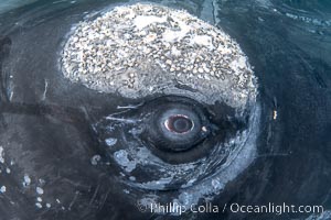 Southern right whale eyeballing the camera up close, Eubalaena australis. Whale lice can be seen clearly in the folds and crevices around the whales eye and lip groove.