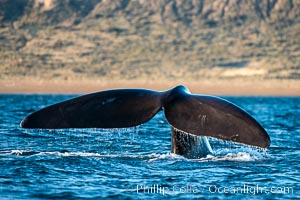 Southern right whale raises its fluke tail out of the water prior to diving, Eubalaena australis, Puerto Piramides, Chubut, Argentina