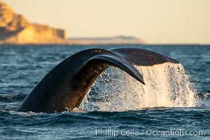 Southern right whale raises its fluke tail out of the water prior to diving, Eubalaena australis, Puerto Piramides, Chubut, Argentina