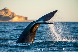 Southern right whale raises its fluke tail out of the water prior to diving, Eubalaena australis, Puerto Piramides, Chubut, Argentina