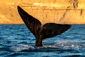 Southern right whale raises its fluke tail out of the water prior to diving, Eubalaena australis, Puerto Piramides, Chubut, Argentina