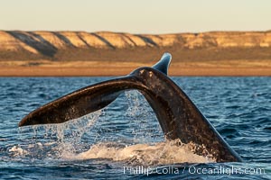 Southern right whale raises its fluke tail out of the water prior to diving, Eubalaena australis, Puerto Piramides, Chubut, Argentina