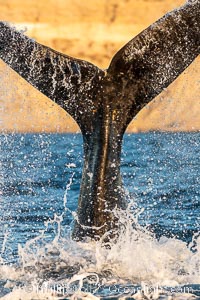 Southern right whale raises its fluke tail out of the water prior to diving, Eubalaena australis, Puerto Piramides, Chubut, Argentina