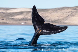 Southern right whale raises its fluke tail out of the water prior to diving, Eubalaena australis, Puerto Piramides, Chubut, Argentina