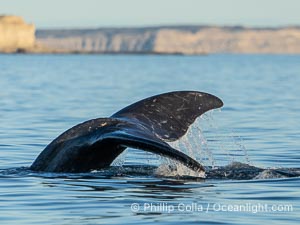 Southern right whale raises its fluke tail out of the water prior to diving. By permission of the Government of Argentina, Chubut, permit # 51 / 2025-SsCyA, Eubalaena australis, Puerto Piramides