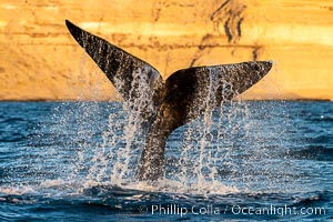 Southern right whale fluke raised out of the water, tail slapping, Eubalaena australis, Puerto Piramides, Chubut, Argentina