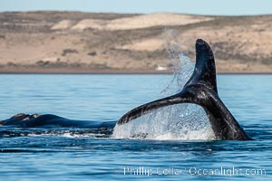 Southern right whale fluke raised out of the water, tail slapping, Eubalaena australis, Puerto Piramides, Chubut, Argentina