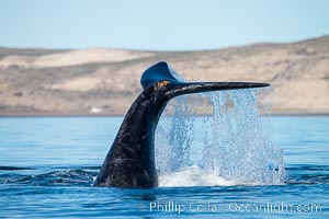 Southern right whale fluke raised out of the water, tail slapping, Eubalaena australis, Puerto Piramides, Chubut, Argentina