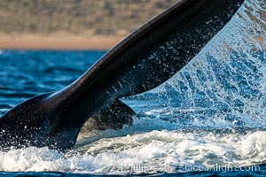 Southern right whale fluke raised out of the water, tail slapping, Eubalaena australis, Puerto Piramides, Chubut, Argentina