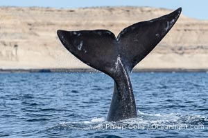 Southern Right Whale with fluke raised out fo the water with the cliffs of Puerto Piramides in the distance. By permission of the Government of Argentina, Chubut, permit # 51 / 2025-SsCyA, Eubalaena australis