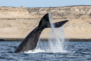 Southern Right Whale with fluke raised out of the water with the cliffs of Puerto Piramides in the distance. By permission of the Government of Argentina, Chubut, permit # 51 / 2025-SsCyA, Eubalaena australis
