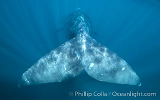 Southern right whale fluke tail, underwater, Eubalaena australis, Puerto Piramides, Chubut, Argentina