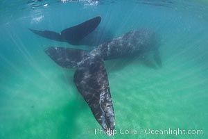 Southern right whale fluke tail, underwater, Eubalaena australis, Puerto Piramides, Chubut, Argentina