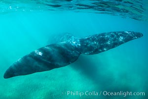 Southern right whale fluke underwater, Patagonia, Argentina, Eubalaena australis, Puerto Piramides, Chubut