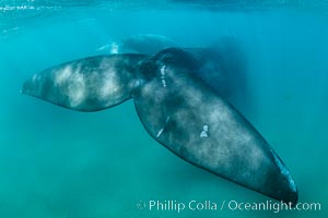 Southern right whale fluke underwater, Patagonia, Argentina, Eubalaena australis, Puerto Piramides, Chubut