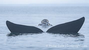 Southern right whale in the "galleon position", floating on the surface of the water with only its rostrum and fluke out of the water, in an effort to avoid gulls picking at the skin of its back. By permission of the Government of Argentina, Chubut, permit # 51 / 2025-SsCyA, Eubalaena australis, Puerto Piramides