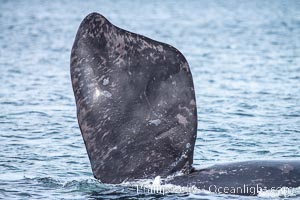 Southern Right Whale holding pectoral fin above the water, Puerto Piramides, Argentina, Eubalaena australis