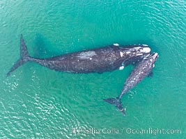 Southern right whale mother and calf, aerial photo, Eubalaena australis, Eubalaena australis, Puerto Piramides, Chubut, Argentina