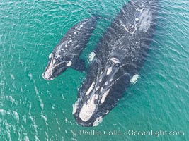 Southern right whale mother and calf, aerial photo, Eubalaena australis, Eubalaena australis, Puerto Piramides, Chubut, Argentina