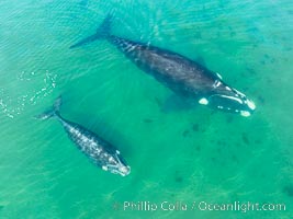 Southern right whale mother and calf, aerial photo, Eubalaena australis, Eubalaena australis, Puerto Piramides, Chubut, Argentina