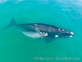 Southern right whale mother and calf, aerial photo, Eubalaena australis