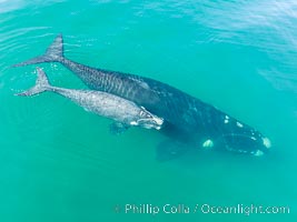 Southern right whale mother and calf, aerial photo, Eubalaena australis, Eubalaena australis, Puerto Piramides, Chubut, Argentina