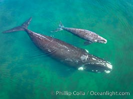 Southern right whale mother and calf, aerial photo, Eubalaena australis, Eubalaena australis, Puerto Piramides, Chubut, Argentina