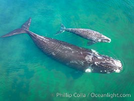 Southern right whale mother and calf, aerial photo, Eubalaena australis, Eubalaena australis, Puerto Piramides, Chubut, Argentina