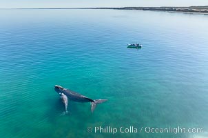 Southern right whale mother and calf, aerial photo, Eubalaena australis, Eubalaena australis, Puerto Piramides, Chubut, Argentina