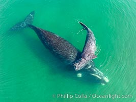 Southern right whale mother and calf, aerial photo, Eubalaena australis, Eubalaena australis, Puerto Piramides, Chubut, Argentina