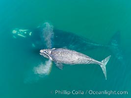 Southern right whale mother and calf, aerial photo, Eubalaena australis, Eubalaena australis, Puerto Piramides, Chubut, Argentina