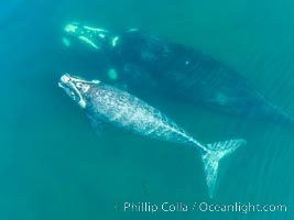 Southern right whale mother and calf, aerial photo, Eubalaena australis, Eubalaena australis, Puerto Piramides, Chubut, Argentina